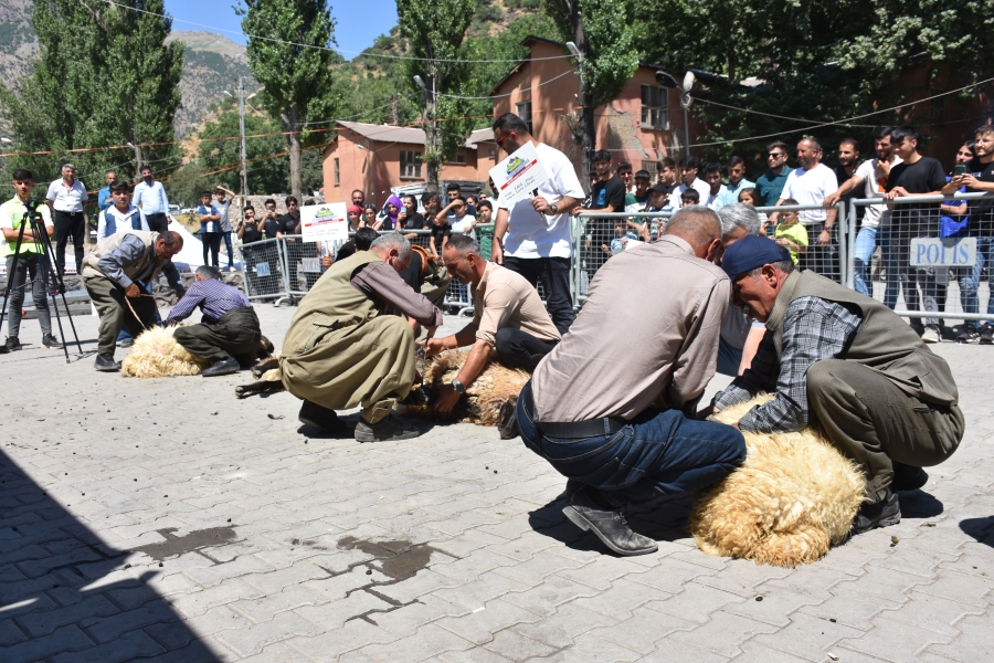 Huzur ortamının sağlandığı Kato Dağı'nda Hayvan Kırkma Festivali yapıldı