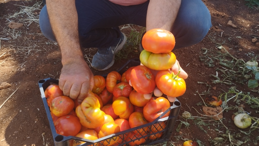 Dönüm başı 30 ton ürün alan üretici yerli domatesi 10 liradan satıyor