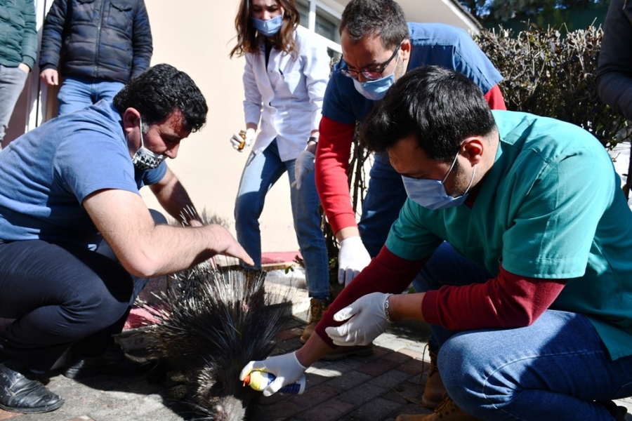 Şırnak'ta, nesli tükenmekte olan oklu kirpi yaralı halde bulundu