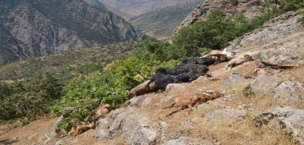 Şırnak`ta Kayalıklardan Düşen Koyun Ve Keçi Sürüsü Telef Oldu