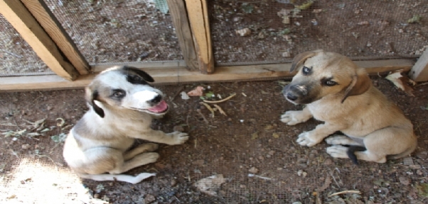 Anneleri Telef Olan Yavru Köpeklere Şefkat Eli