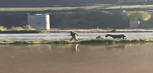 Dicle Nehrinde Mahsur kalan Eşek`i İtfaiye kurtardı