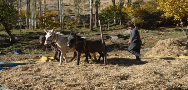 Uludereliler At Ve Katırların Yardımı İle Fasulyeleri Harmanlıyor