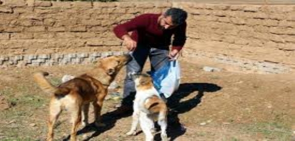 Silopi`de Köpeğin Kulaklarını Kesip İşkence Yaptılar