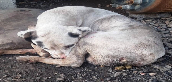 Yaralı Köpek Yardım bekliyor