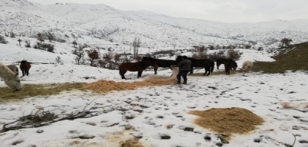 Beytüşşebap`ta Yabani Atlar Donmaktan Kurtarıldı