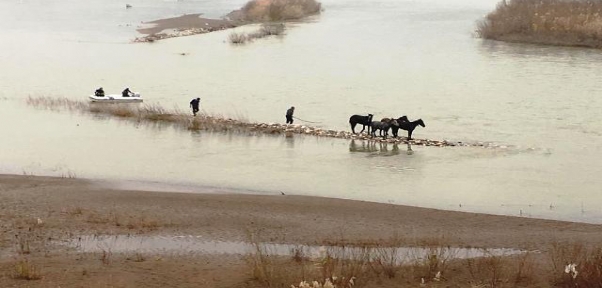 Dicle Nehrinde Mahsur Kalan 4 At İtfaiye Ekipleri Tarafından Kurtarıldı