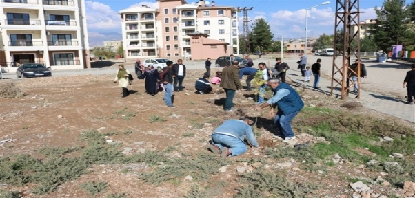 Silopi`de fidan dikme etkinliği