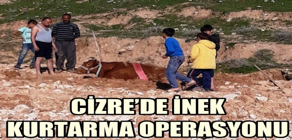 Cizre`de İnek Kurtarma Operasyonu