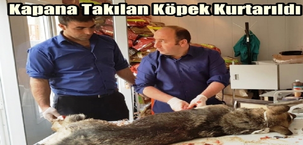 Kapana Takılan Köpek Kurtarıldı