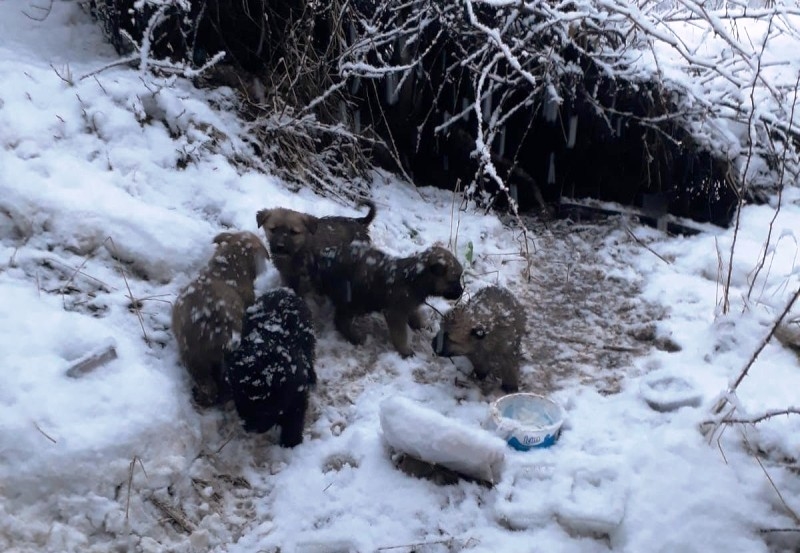 ULUDERE'DE DONMAK ÜZERE OLAN YAVRU KÖPEKLER KURTARILDI