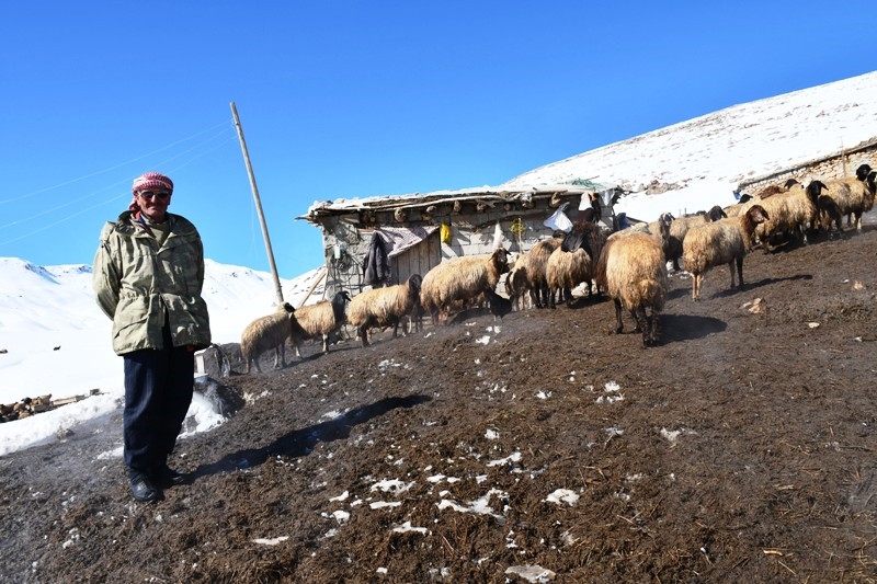 YILLARDIR KARLI DAĞLARDA HAYVANLARIYLA İÇ İÇE YAŞIYOR