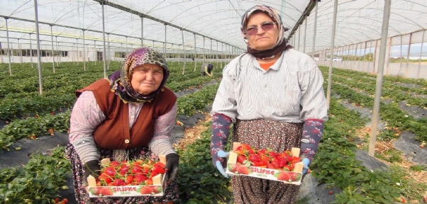 Mersin`den Irak`a çilek ihracatı başladı