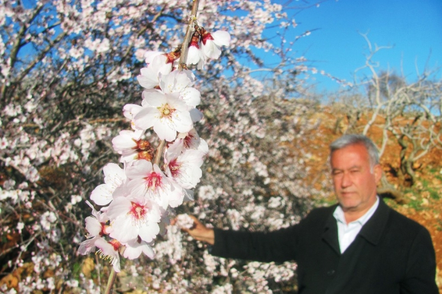 ERKEN ÇİÇEK AÇAN BADEMLER ÜRETİCİYİ TELAŞLANDIRDI