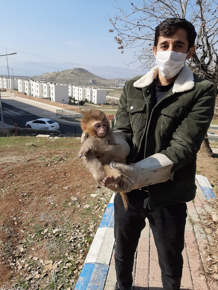 Silopi'de 4 örümcek maymun koruma altına alındı