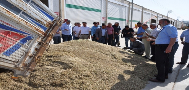 Kızıltepe`de İlk Arpa Hasadı Başladı