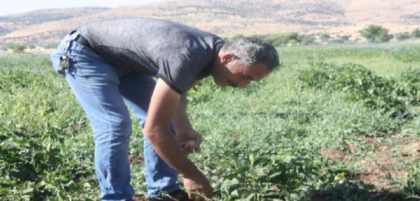 Patates fiyatlarına kızdı, kiraladığı tarlaya patates ekti