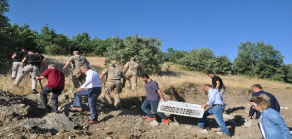 Şırnak`ta Doğaya 2 Bin Keklik Salındı