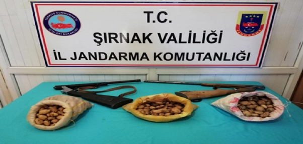 Şırnak`ta Toplanması Yasaklanan Sahlep Soğanı Ele Geçirildi