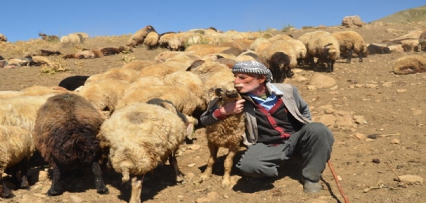 Yıllardır Gidilemeyen Yaylalarda Silah Sesi Yerini Koyun Kuzu Seslerine Bıraktı