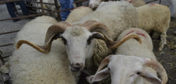 Silopi`de Kurbanlıklar El Yakıyor