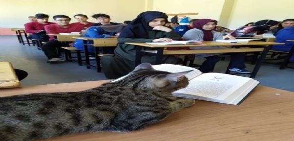 Bu kedi ders dinleyip kitap okuma saatine katılıyor