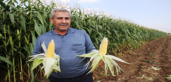 Elazığ`da 16 bin dekarda ekilen ikinci üründe bereket