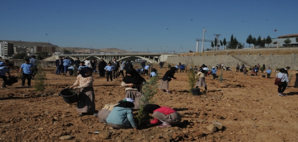 Daha Yeşil bir Cizre için 10 Bin Fidan Toprakla Buluştu