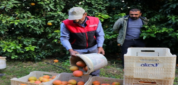 İhracatlık Greyfurtta Hasat Başladı