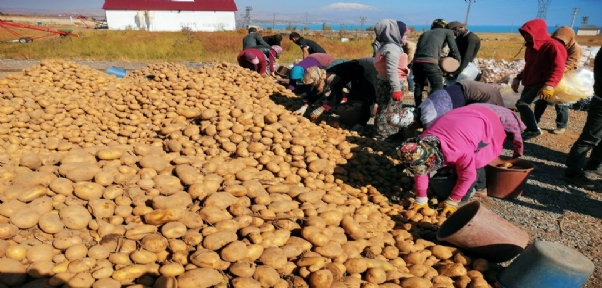 Türkiye`nin Yüzde 17`lik Patates Tohumu İhtiyacını Ahlat Karşılıyor