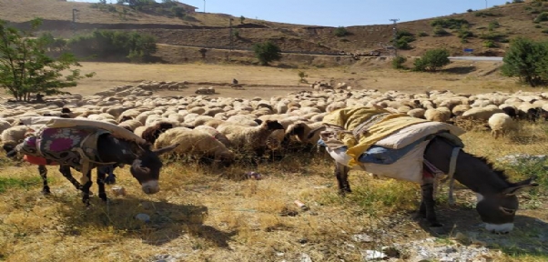 Beytüşşebap`ta Göçerler Yayladan Dönüyor