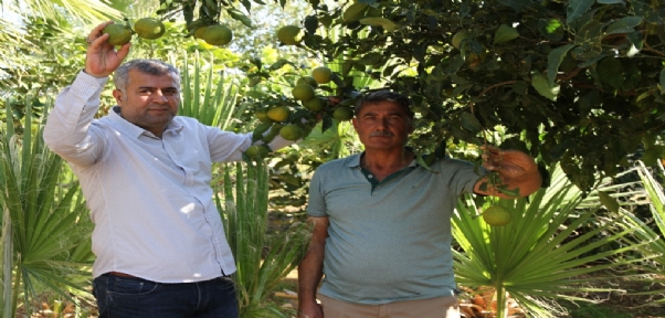 Mezopotamya Ovasında Akdeniz İklimi Meyveleri Yetişmeye Başladı