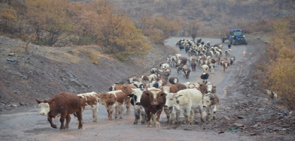 Kar Yağışı Göçerleri Olumsuz Etkiledi