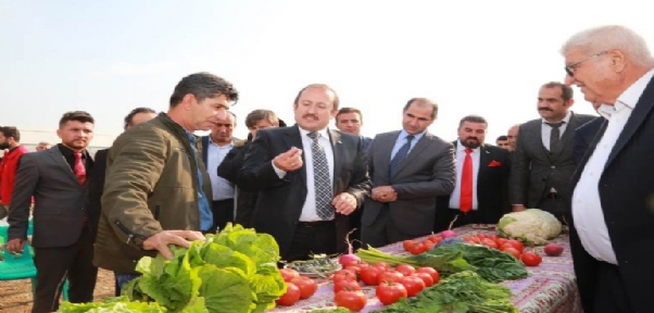 Sebze Üretimi Yapan Serada Hasat Şenliği Yapıldı