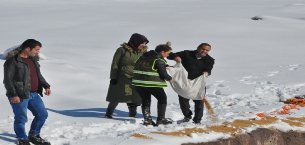 Şırnak`ta Yaban Hayvanları İçin Doğaya Yem Bırakıldı