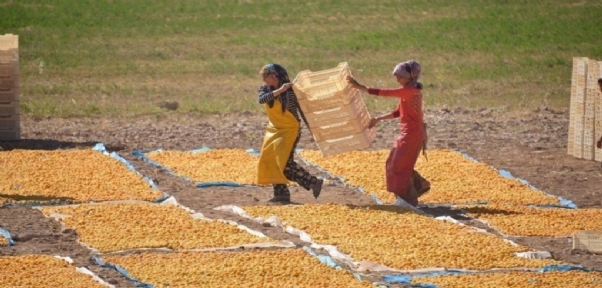 Çin`e Kayısı İhracatı Durdu