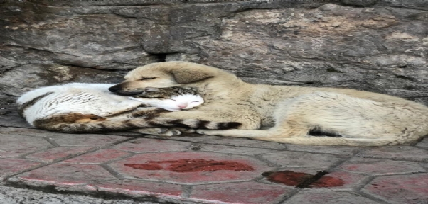 Kedi ve köpek sevgisi duygulandırdı