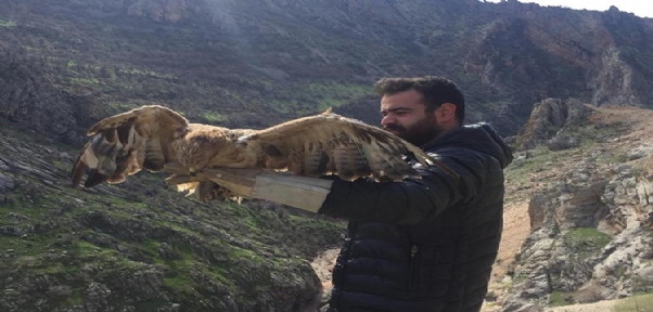 Şırnak`ta Tedavi Edilen Şahinler Doğaya Bırakıldı