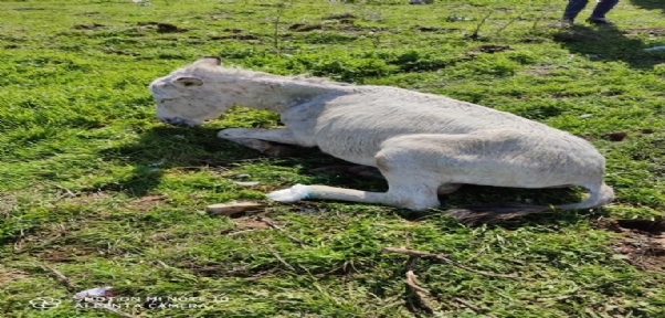 Ayağı kopan katır tedavi altına alındı