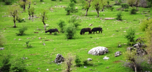 Yeşile bürünen Beytüşşebap`ta kartpostallık görüntüler oluştu