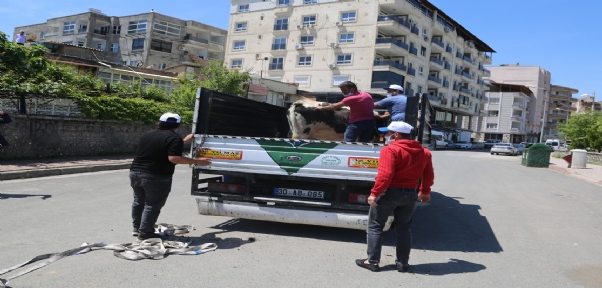 Cizre Belediyesi Başıboş İnekleri Toplamaya başladı