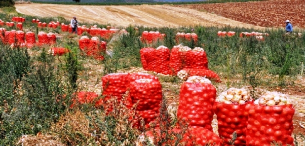 Soğan İhracatı Kontrollü Olarak Yapılacak