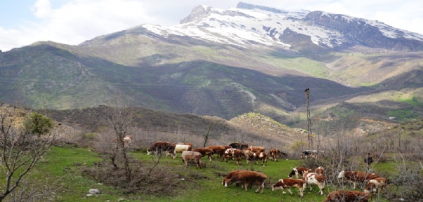 Yayla Yasağı Kalkınca Göçerler Büyükbaş Hayvancılığa Başladı