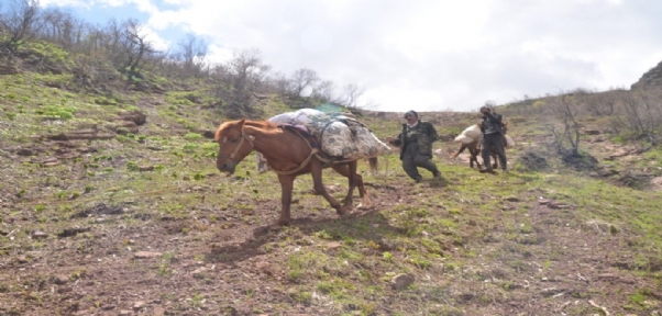 Pancar Toplamak İçin Dağı Tırmanıp Kilometrelerce Yürüyorlar