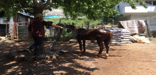 Hayvanlarını Sıcaklardan Yıkayarak Koruyorlar