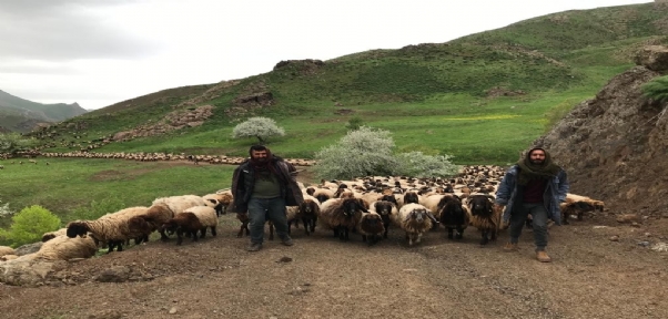 Bir aydır yürüyen göçerler yaylalara ulaştı