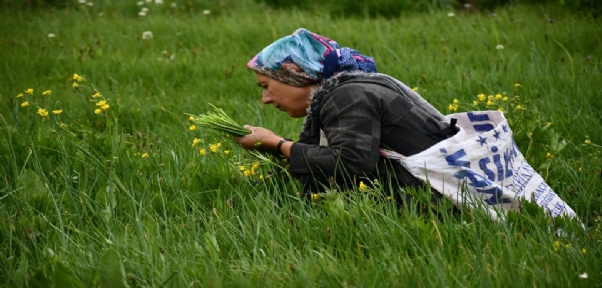 Yaylalarda Yetişen Bitkiler Vatandaşlara Ekmek Kapısı Oldu