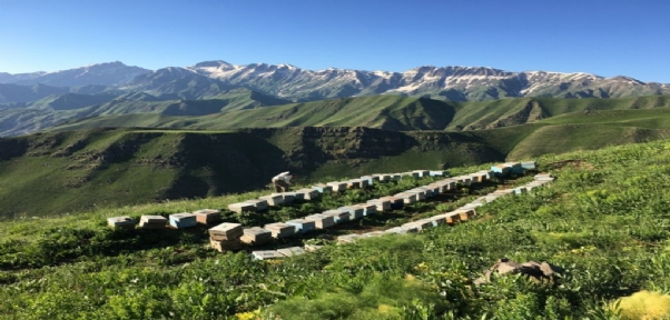 Huzur Ortamı Sağlandı Arıcılar Kel Mehmet Dağlarına Koştu