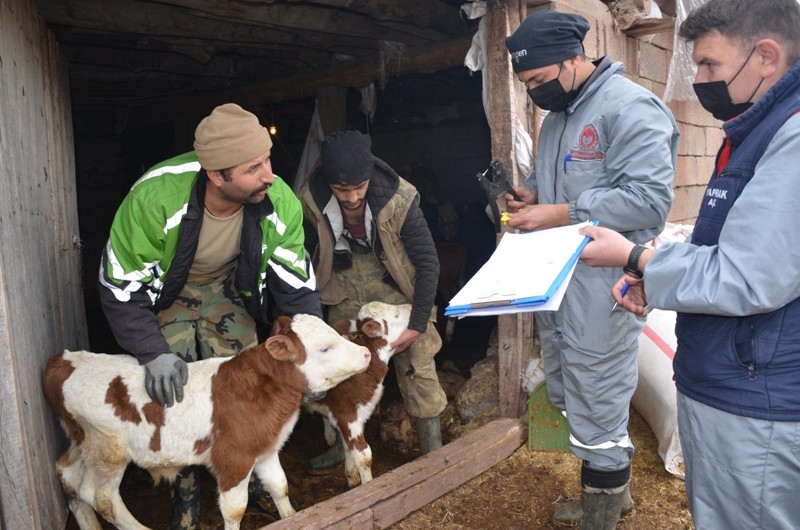 ŞIRNAK'TA YAYLALAR AÇILDI, ÇİFTÇİLER BÜYÜKBAŞ HAYVANA YÖNELDİ