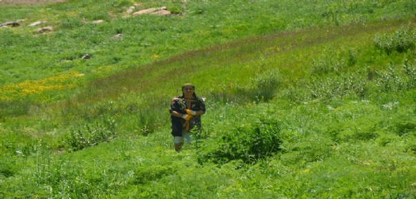 Şırnak`ta Sezonun Son Pancarları Toplandı